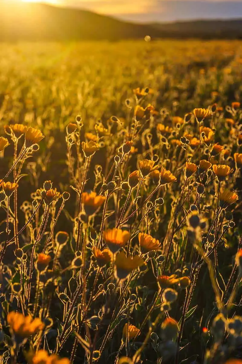 Fält med oranga blommor i motljus vid solnedgång
